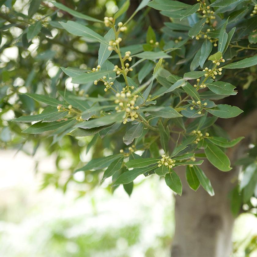 【石鹸】ANBAN 3個セット | 和漢スキンケア | 京LOCO - Image 20